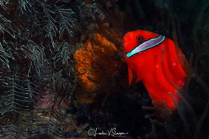 Anemonefish/Photographed with a Canon 60 mm macro lens at... by Laurie Slawson 
